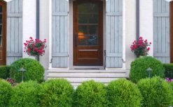 Japanese Boxwood - Buxus Microphylla - 6 Pack Of 1 Gallon Pots -Garden & Outdoor Sale Shop Boxwood Japanese Entryway 1