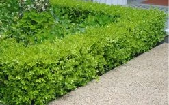 Japanese Boxwood (Buxus Microphylla) - 7 Gallon Pot 13 Japanese Boxwood (Buxus Microphylla) - 7 Gallon Pot -Garden & Outdoor Sale Shop Boxwood Japanese Hedge 2 2
