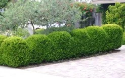 Japanese Boxwood - Buxus Microphylla - 3 Gallon Pot -Garden & Outdoor Sale Shop Boxwood Japanese Hedge 3