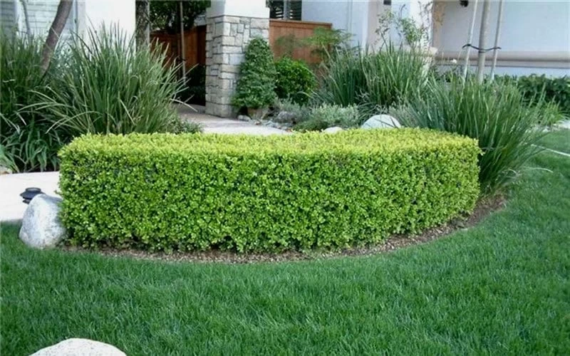Japanese Boxwood (Buxus Microphylla) - 7 Gallon Pot 9 Japanese Boxwood (Buxus Microphylla) - 7 Gallon Pot - Image 7