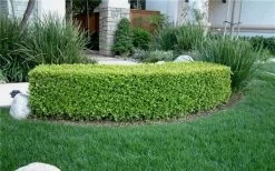 Japanese Boxwood - Buxus Microphylla - 1 Gallon Pot -Garden & Outdoor Sale Shop Boxwood Japanese Hedge 5