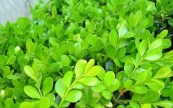 Japanese Boxwood (Buxus Microphylla) - 7 Gallon Pot 17 Japanese Boxwood (Buxus Microphylla) - 7 Gallon Pot -Garden & Outdoor Sale Shop Boxwood Japanese Leaves Closeup 2