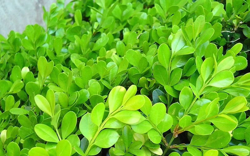 Japanese Boxwood (Buxus Microphylla) - 7 Gallon Pot 10 Japanese Boxwood (Buxus Microphylla) - 7 Gallon Pot - Image 8