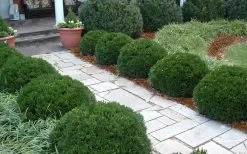Justin Brouwers Dwarf Boxwood - 1 Gallon Pot -Garden & Outdoor Sale Shop Boxwood Justin Brouwers In Landscape