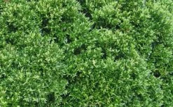 Justin Brouwers Dwarf Boxwood - 1 Gallon Pot -Garden & Outdoor Sale Shop Boxwood Justin Brouwers Leaves