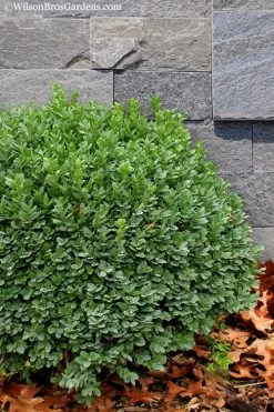 Korean Dwarf Boxwood - Buxus Sinica Var. Insularis 'Nana' - 6 Pack Of 1 Gallon Pots 13 Korean Dwarf Boxwood - Buxus Sinica Var. Insularis 'Nana' - 6 Pack Of 1 Gallon Pots -Garden & Outdoor Sale Shop Boxwood Korean Dwarf Insularis Nana 1
