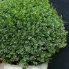 Korean Dwarf Boxwood - Buxus Sinica Var. Insularis 'Nana' - 6 Pack Of 1 Gallon Pots 2 Korean Dwarf Boxwood - Buxus Sinica Var. Insularis 'Nana' - 6 Pack Of 1 Gallon Pots -Garden & Outdoor Sale Shop Boxwood Korean Dwarf Insularis Nana 5