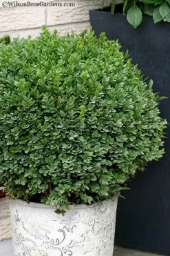 Garden & Outdoor Sale Shop 12 Korean Dwarf Boxwood - Buxus Sinica Var. Insularis 'Nana' - 6 Pack Of 1 Gallon Pots