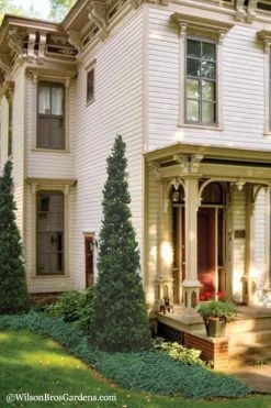 Pyramid Boxwood (Buxus Sempervirens 'Pyramidalis) - 1 Gallon Pot -Garden & Outdoor Sale Shop Boxwood Pyramidalis 11