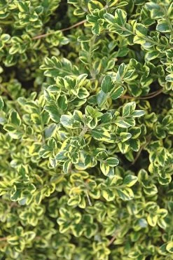 Sunburst Variegated Korean Boxwood - 1 Gallon Pot -Garden & Outdoor Sale Shop Boxwood Sunburst 2