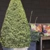 Variegated Boxwood Cone Topiary (Buxus Sempervirens 'Variegata') - 3 Gallon Pot -Garden & Outdoor Sale Shop Boxwood Variegated Cone 10
