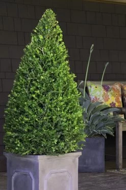 Wintergreen Boxwood - 1 Gallon Pot -Garden & Outdoor Sale Shop Boxwood Wintergreen 11 1