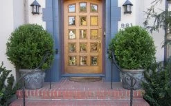 Wintergreen Boxwood - 1 Gallon Pot -Garden & Outdoor Sale Shop Boxwood Wintergreen 12 1