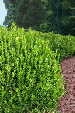 Wintergreen Boxwood - 3 Gallon Pot -Garden & Outdoor Sale Shop Boxwood Wintergreen 500x750 3