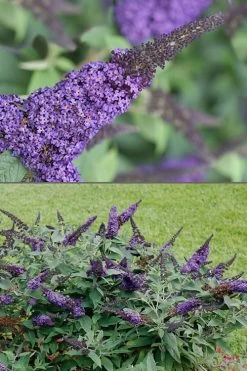Pugster Blue Butterfly Bush - Buddleia - 2 Gallon Pot -Garden & Outdoor Sale Shop Butterfly Bush Pugster Blue 1