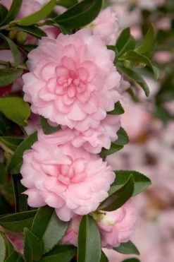 October Magic Pink Perplexion Camellia - 1 Gallon Pot