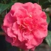 Ack-Scent Fragrant Pink Camellia Japonica - 3 Gallon Pot 1 Ack-Scent Fragrant Pink Camellia Japonica - 3 Gallon Pot -Garden & Outdoor Sale Shop Camellia Ack Scent JW 1 1