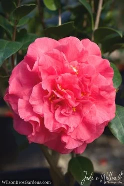 Garden & Outdoor Sale Shop 28 Ack-Scent Fragrant Pink Camellia Japonica - 3 Gallon Pot