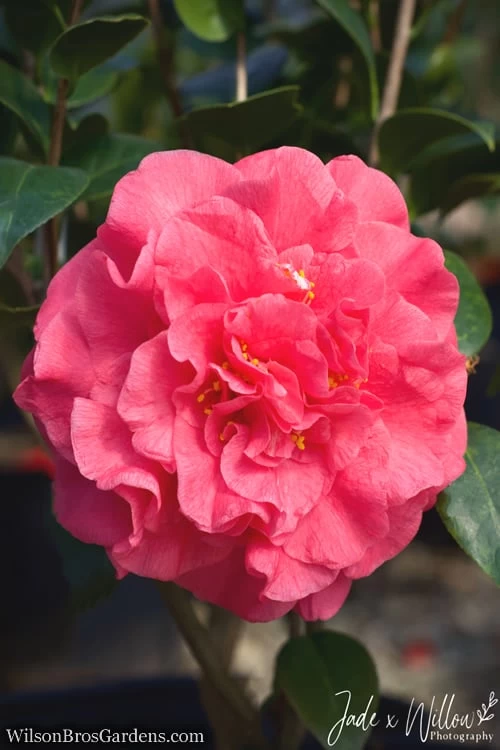 Ack-Scent Fragrant Pink Camellia Japonica - 3 Gallon Pot 3 Ack-Scent Fragrant Pink Camellia Japonica - 3 Gallon Pot