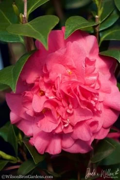 Ack-Scent Fragrant Pink Camellia Japonica - 1 Gallon Pot -Garden & Outdoor Sale Shop Camellia Ack Scent JW 3