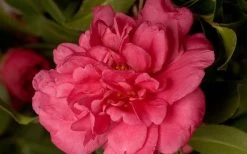 Alabama Beauty Camellia Sasanqua - 3 Gallon Pot -Garden & Outdoor Sale Shop Camellia Alabama Beauty 50