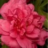 Alabama Beauty Camellia Sasanqua - 3 Gallon Pot -Garden & Outdoor Sale Shop Camellia Alabama Beauty 500x750 1