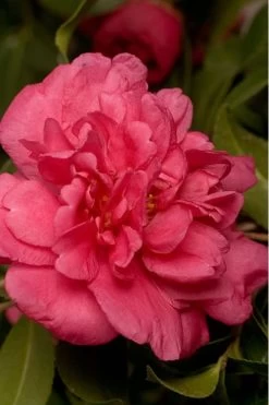 Garden & Outdoor Sale Shop 32 Alabama Beauty Camellia Sasanqua - 2 Gallon Pot