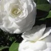 Alba Plena Camellia Japonica - 3 Gallon Pot -Garden & Outdoor Sale Shop Camellia Alba Plena 500x750 1