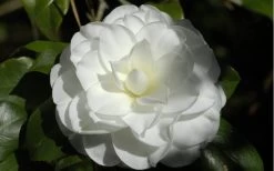 Alba Plena Camellia Japonica - 3 Gallon Pot -Garden & Outdoor Sale Shop Camellia Alba Plena Flower Closeup 2