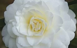 Alba Plena Camellia Japonica - 3 Gallon Pot -Garden & Outdoor Sale Shop Camellia Alba Plena Flower Closeup