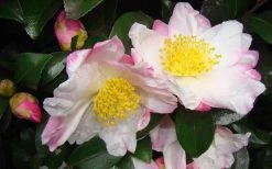 Apple Blossom Camellia Sasanqua - 3 Gallon Pot -Garden & Outdoor Sale Shop Camellia Apple Blossom 1