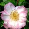 Apple Blossom Camellia Sasanqua - 3 Gallon Pot -Garden & Outdoor Sale Shop Camellia Apple Blossom 11