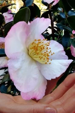 Apple Blossom Camellia Sasanqua - 3 Gallon Pot -Garden & Outdoor Sale Shop Camellia Apple Blossom 6