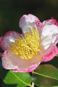 Apple Blossom Camellia Sasanqua - 3 Gallon Pot -Garden & Outdoor Sale Shop Camellia Apple Blossom 7