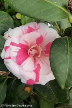 April Dawn Cold Hardy Camellia Japonica - 3 Gallon Pot -Garden & Outdoor Sale Shop Camellia April Dawn 10