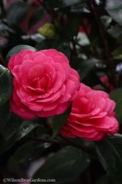 April Dawn Cold Hardy Camellia Japonica - 3 Gallon Pot -Garden & Outdoor Sale Shop Camellia April Dawn 20