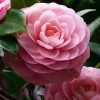 April Pink Cold Hardy Camellia Japonica - 3 Gallon Pot -Garden & Outdoor Sale Shop Camellia April Pink 1