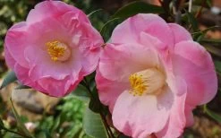 April Remembered Cold Hardy Pink Camellia Japonica - 1 Gallon Pot -Garden & Outdoor Sale Shop Camellia April Remembered 1