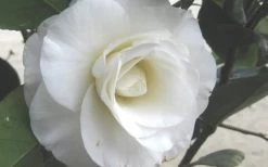 April Snow Camellia Japonica - 3 Gallon Pot -Garden & Outdoor Sale Shop Camellia April Snow 1