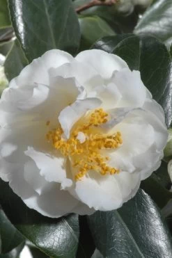 April Snow Camellia Japonica - 3 Gallon Pot -Garden & Outdoor Sale Shop Camellia April Snow 13