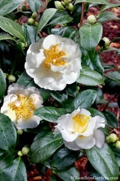 April Snow Camellia Japonica - 3 Gallon Pot -Garden & Outdoor Sale Shop Camellia April Snow 14