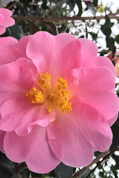 Arctic Dawn Cold Hardy Pink Camellia Hybrid - 1 Gallon Pot 6 Arctic Dawn Cold Hardy Pink Camellia Hybrid - 1 Gallon Pot - Image 4