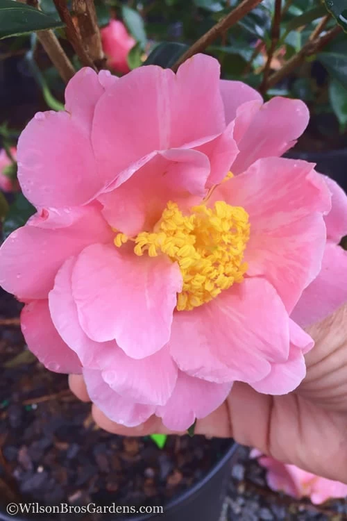 Arctic Dawn Cold Hardy Pink Camellia Hybrid - 1 Gallon Pot 3 Arctic Dawn Cold Hardy Pink Camellia Hybrid - 1 Gallon Pot
