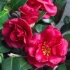 Bella Rouge Camellia Sasanqua - 2 Gallon Pot -Garden & Outdoor Sale Shop Camellia Bella Rouge 10 1