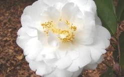 Bessie Battle Camellia Japonica - 3 Gallon Pot -Garden & Outdoor Sale Shop Camellia Bessie Battle 1