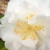 Bessie Battle Camellia Japonica - 3 Gallon Pot 2 Bessie Battle Camellia Japonica - 3 Gallon Pot -Garden & Outdoor Sale Shop Camellia Bessie Battle 1 500x750 1