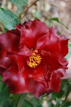 Black Magic Camellia Japonica - 7 Gallon Pot (2-3') -Garden & Outdoor Sale Shop Camellia Black Magic 2 1