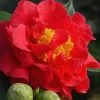 Blood Of China Fragrant Red Camellia Japonica - 1 Gallon Pot