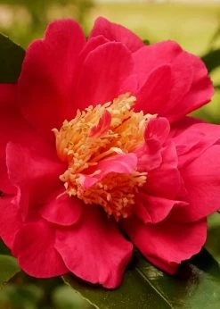 Blood Of China Fragrant Red Camellia Japonica - 3 Gallon Pot -Garden & Outdoor Sale Shop Camellia Blood Of China 3