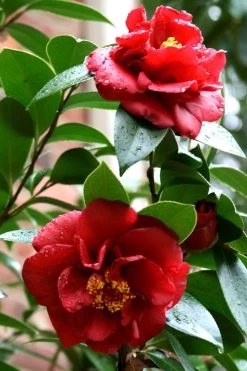 Bob Hope Camellia Japonica - 1 Gallon Pot -Garden & Outdoor Sale Shop Camellia Bob Hope 3